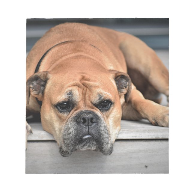 Bull Dog Anteckningsblock (Framsida)