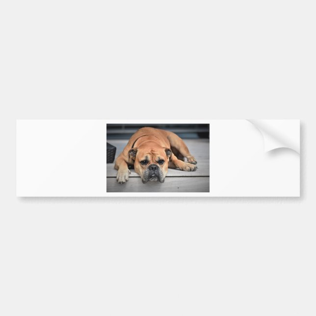 Bull Dog Bildekal (Framsidan)