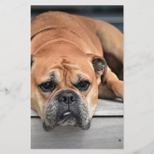 Bull Dog Brevpapper (Framsida)