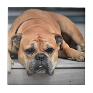 Bull Dog Kakelplatta