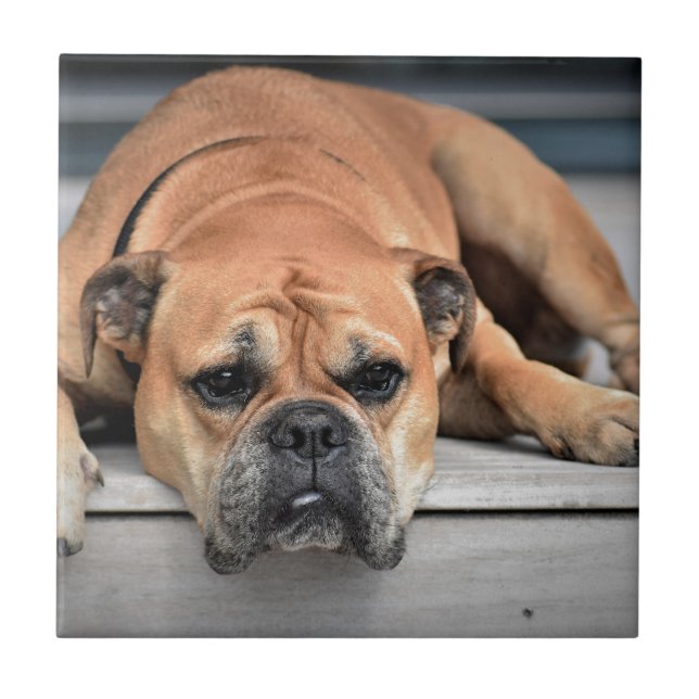 Bull Dog Kakelplatta (Framsidan)