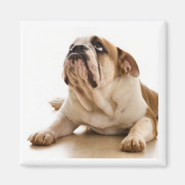 Bull Dog Magnet (Framsidan)