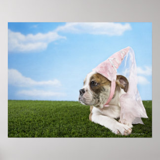 Bull Dog puppy princess Poster