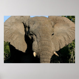 Bull Eephant poster