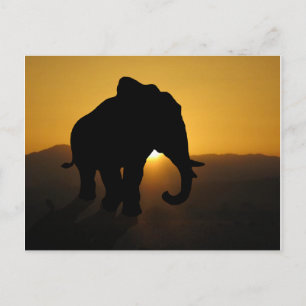 Bull Eephant Vykort