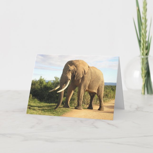 Bull Elephant Greeting Card Kort (Framsida)