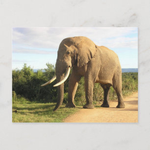Bull Elephant Postcard Vykort