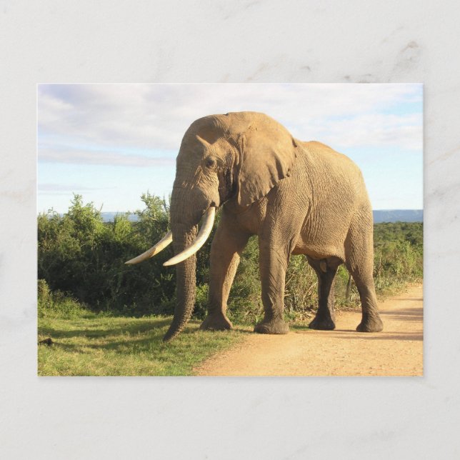 Bull Elephant Postcard Vykort (Framsida)