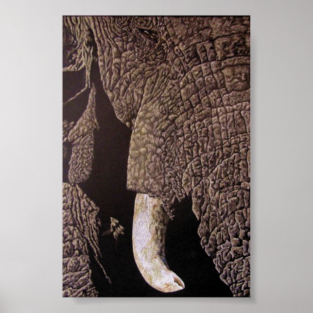 Bull Elephant Poster (Framsidan)