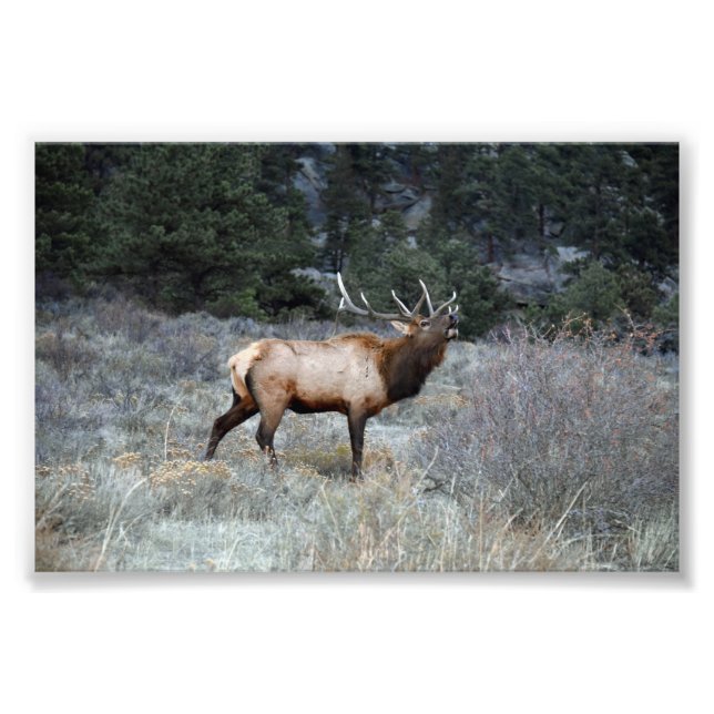 Bull Elk Bugling, Estes Park, Colorado Fototryck (Framsidan)