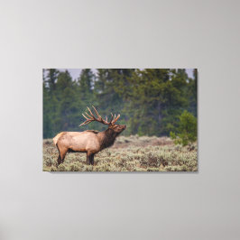 Bull Elk Bugling i Tetons Canvastryck