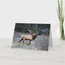 Bull Elk Bugling Kort
