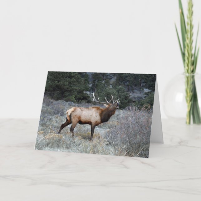 Bull Elk Bugling Kort (Framsida)