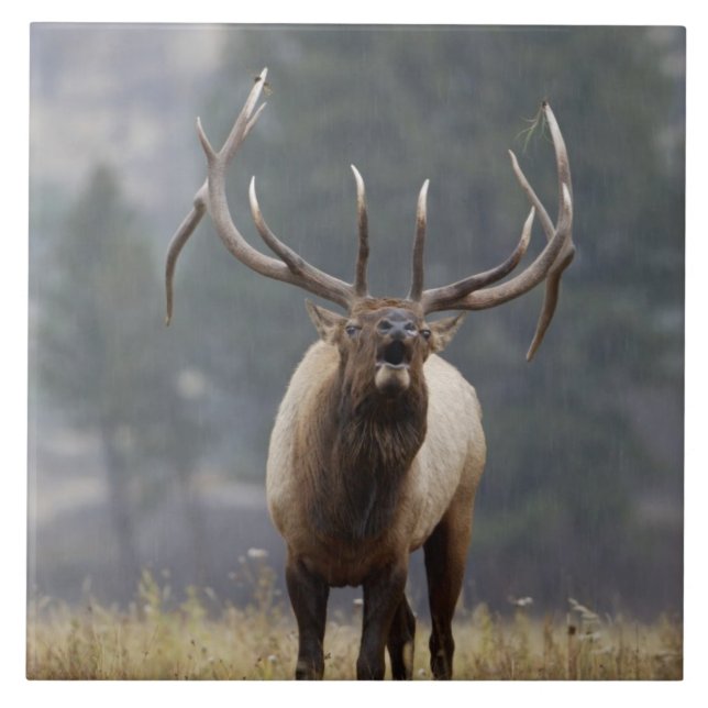 Bull Elk bugling, Yellowstone NP, Wyoming 2 Kakelplatta (Framsidan)