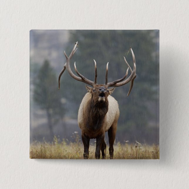Bull Elk bugling, Yellowstone NP, Wyoming 2 Knapp (Framsida)