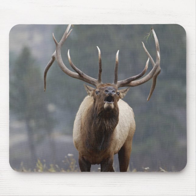 Bull Elk bugling, Yellowstone NP, Wyoming 2 Musmatta (Framsidan)