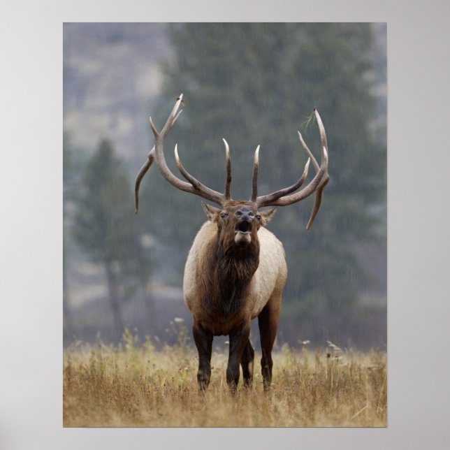 Bull Elk bugling, Yellowstone NP, Wyoming 2 Poster (Framsidan)