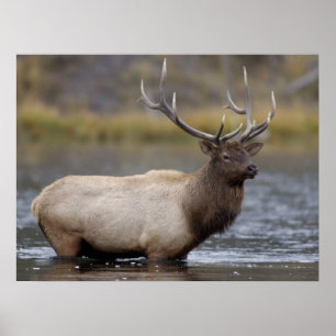 Bull Elk Crossing Yellowstone nationalpark Poster