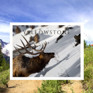 Bull Elk Grazing, Winter, Yellowstone NP Vykort