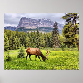 Bull Elk i Castle Mountain Banff nationalpark Poster