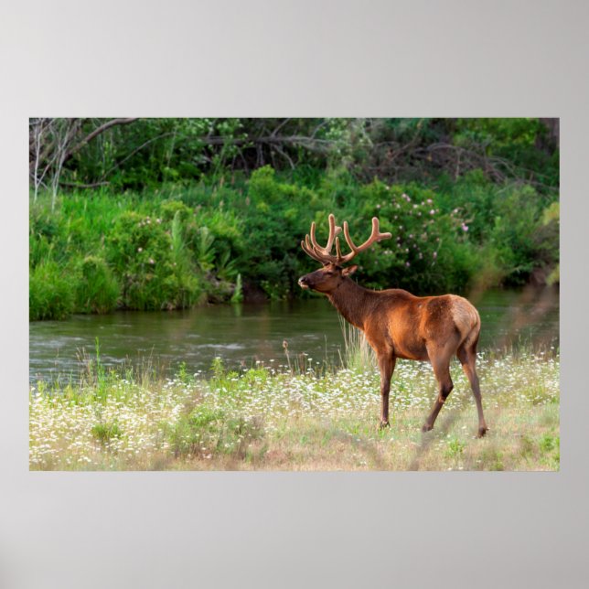 Bull Elk i National Bison Range, Montana 2 Poster (Framsidan)