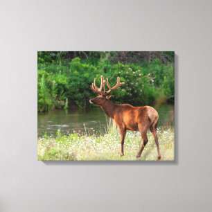 Bull Elk i National Bison Range, Montana Canvastryck