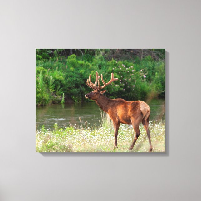 Bull Elk i National Bison Range, Montana Canvastryck (Framsida)