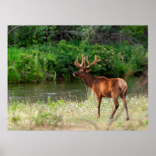 Bull Elk i National Bison Range, Montana Poster