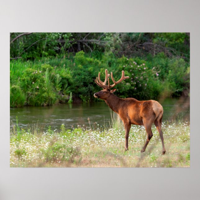 Bull Elk i National Bison Range, Montana Poster (Framsidan)