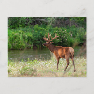 Bull Elk i National Bison Range, Montana Vykort