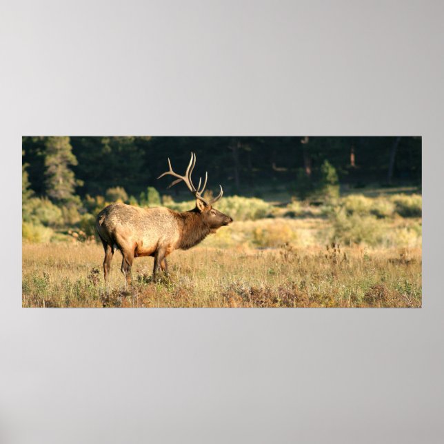 Bull Elk i nationalparken Rocky Mountian Poster (Framsidan)