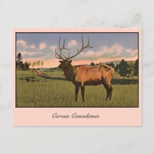 Bull Elk i Yellowstone-parken Vykort