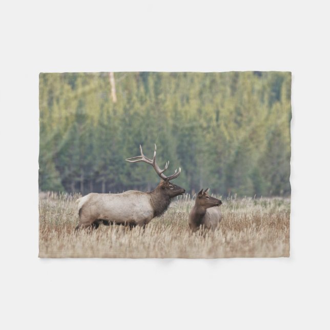 Bull Elk in Meadow | Yellowstone nationalpark Fleecefilt (Framsidan (Horisontell))
