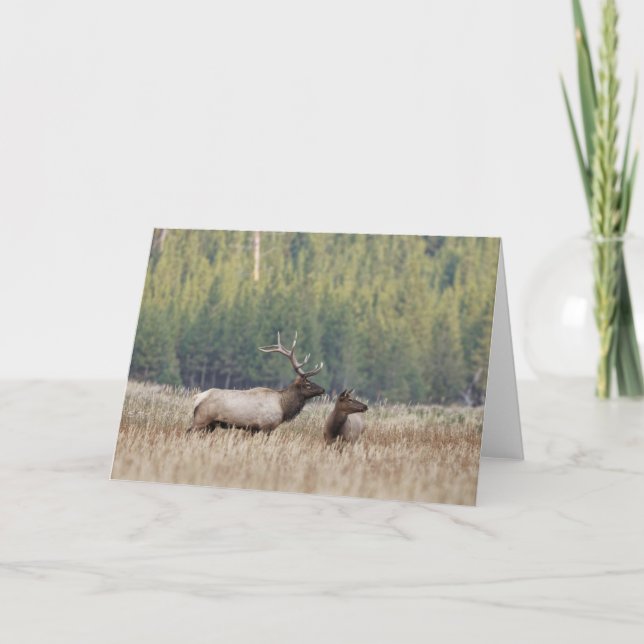 Bull Elk in Meadow | Yellowstone nationalpark Kort (Framsida)