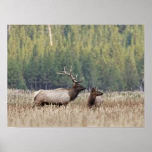 Bull Elk in Meadow   Yellowstone nationalpark Poster
