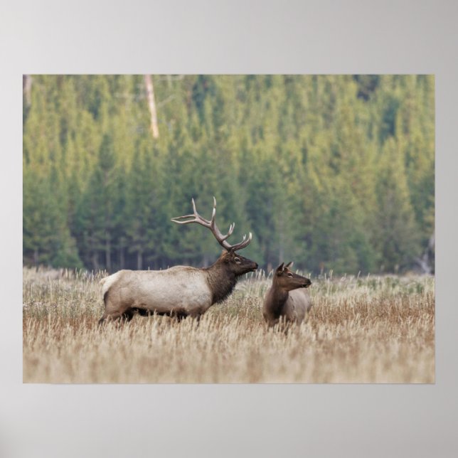 Bull Elk in Meadow | Yellowstone nationalpark Poster (Framsidan)