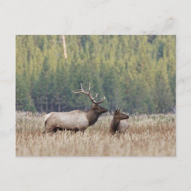 Bull Elk in Meadow | Yellowstone nationalpark Vykort (Framsida)