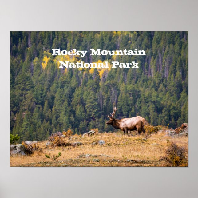 Bull Elk in Rocky Mountain National Park Photo Poster (Framsidan)