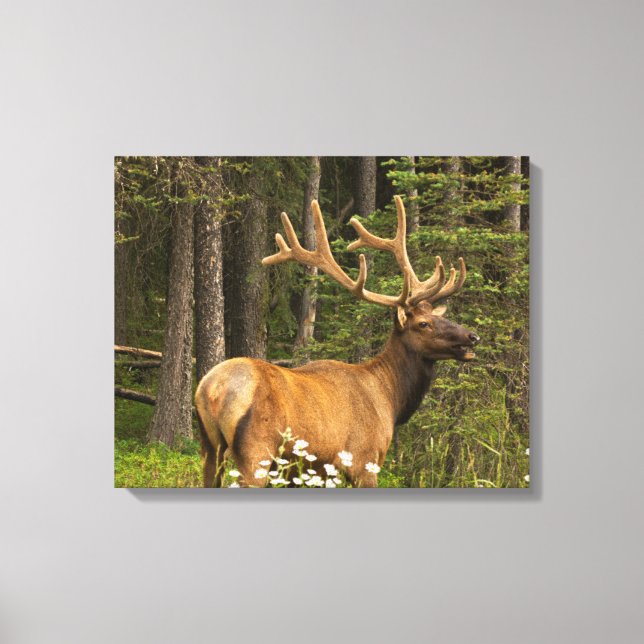 Bull Elk in Velvet, Kanada Canvastryck (Framsida)