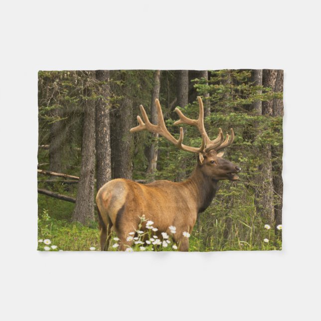 Bull Elk in Velvet, Kanada Fleecefilt (Framsidan (Horisontell))