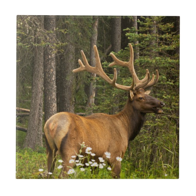 Bull elk in velvet, Kanada Kakelplatta (Framsidan)