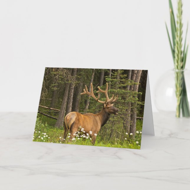 Bull Elk in Velvet, Kanada Kort (Framsida)