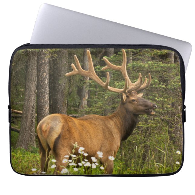 Bull elk in velvet, Kanada Laptop Fodral (Framsidan)