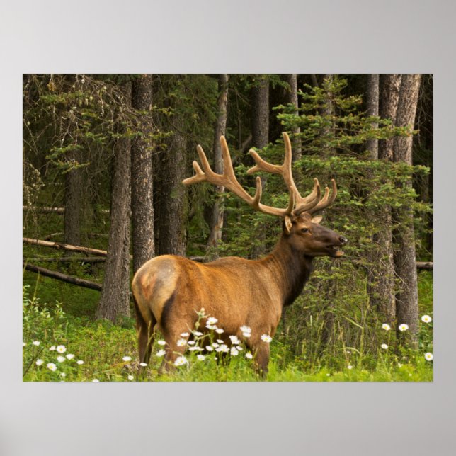 Bull Elk in Velvet, Kanada Poster (Framsidan)