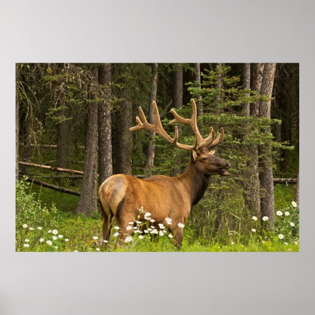 Bull elk in velvet, Kanada Poster (Framsidan)