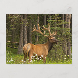 Bull Elk in Velvet, Kanada Vykort