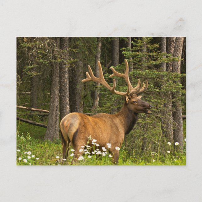 Bull Elk in Velvet, Kanada Vykort (Framsida)