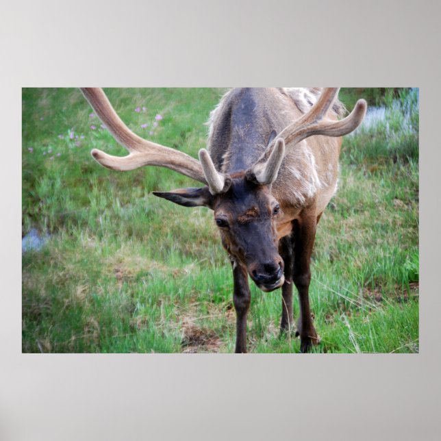 Bull Elk in Velvet Poster (Framsidan)