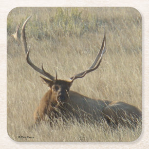 Bull Elk Luting in Grass Underlägg Papper Kvadrat
