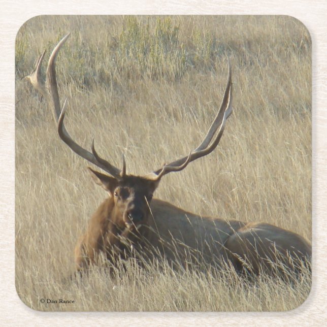 Bull Elk Luting in Grass Underlägg Papper Kvadrat (Framsidan)